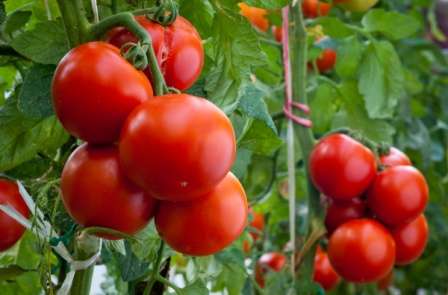 Посадка культур на следующий год после томатов — что лучше выбрать?