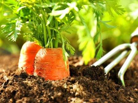 Посадка моркови весной: надежные советы дачникам