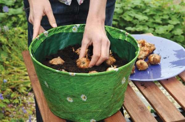 Как посадить гладиолусы осенью в грунт? Рекомендации по уходу