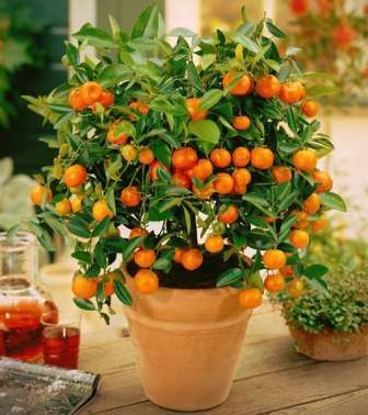 Итак, теперь вы знаете, как вырастить мандарин из косточки в домашних условиях с плодами. Надеемся, что наши советы помогут вам достичь своей цели и наслаждаться красивым, эксклюзивным растением.