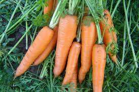 Что посадить после моркови на следующий год? Советы специалистов