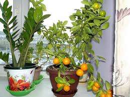  Как вырастить мандарин из косточки в домашних условиях с плодами? Ответ на этот вопрос будет детально обсуждаться в этой статье.