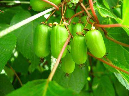Содержание аскорбиновой кислоты в ягодах актинидии уступает разве что шиповнику, превосходя в этом отношении цитрусовые и черную смородину.