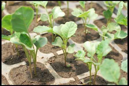 Если планируете выращивать рассаду под укрытием на даче, убедитесь, что почва на участке имеет щелочную реакцию. Если нет, добавьте в нее известь или золу. 