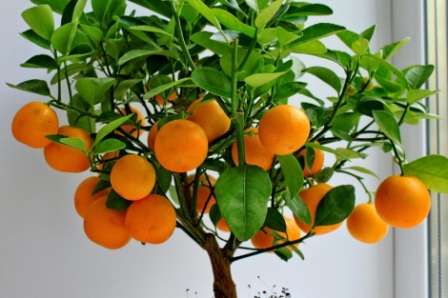 Как вырастить мандарин из косточки в домашних условиях с плодами? Ответ на этот вопрос будет детально обсуждаться в этой статье.