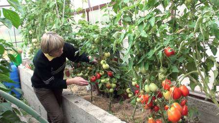 Выращивание томатов под укрытием и на открытом участке значительно отличается. Рассмотрим, как обеспечить должный уход за помидорами после высадки в теплицу.