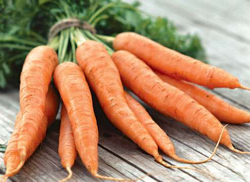 Посадка культур на следующий год после моркови — что выбрать?