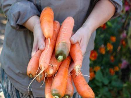 Не забывайте о пользе моркови для зрения, волос и кожи.