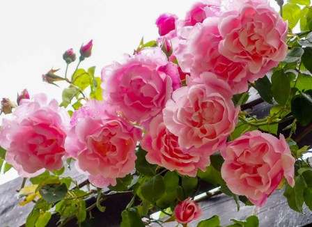 Не будет преувеличением сказать, что розы — это одни из самых популярных декоративных растений для дачи, сада, приусадебного участка.
