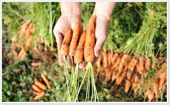 Кашица из свежей натертой моркови применяется для заживления гнойных ран и ожогов.