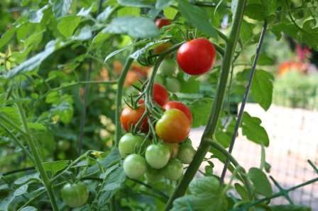 Что посадить после томатов на следующий год? Ответ на этот вопрос будет обсуждаться в этой статье.