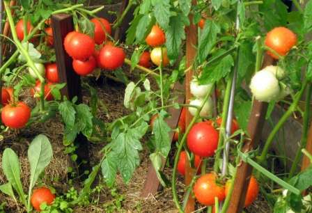 К тому же, благодаря своей стойкости к холодам, томаты отлично вырастут и дадут неплохой урожай, даже если лето не будет баловать теплом. 