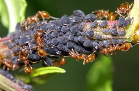 Кроме того, муравьи помогают тле размножаться, разнося ее личинки по веткам растений. А тля — это опаснейший враг для любых овощных и декоративных культур.