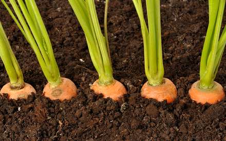 Обычно семена моркови всходят через две недели после посадки, но если ростки расположены очень близко друг к другу, их нужно обязательно проредить. Если этого не сделать, то полученный урожай будет не только мелким, но и иметь некрасивый вид.
