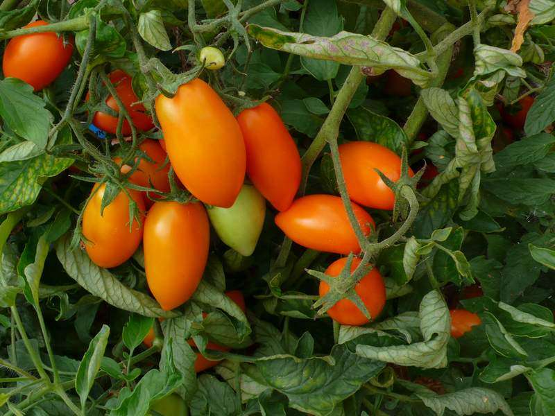 Когда сажать томаты в открытый грунт в 2019 году?