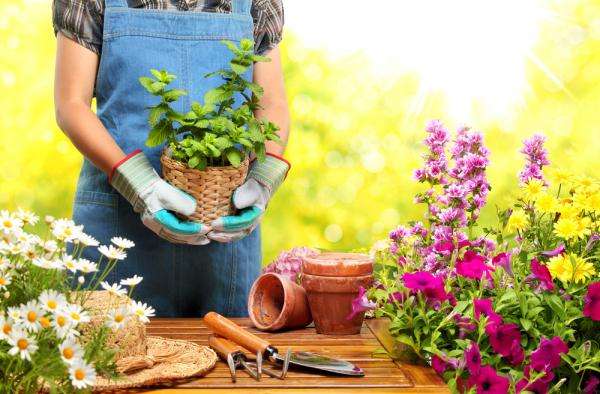 В этой статье мы рассмотрим лунный календарь садовода-огородника на 2019 год, который поможет узнать, когда именно нужно сажать растения.