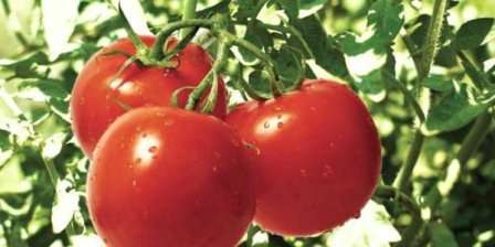 Устойчивые к фитофторозу сорта томатов — какие сажать в теплице?
