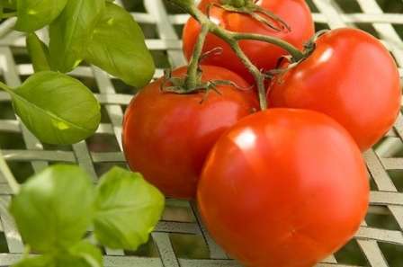 Какие сорта томатов посадить в средней полосе? Описания