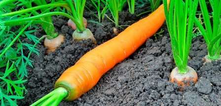 Посадка моркови в открытый грунт в 2019 году