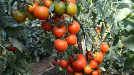 Когда сажать томаты в открытый грунт в 2017 году?