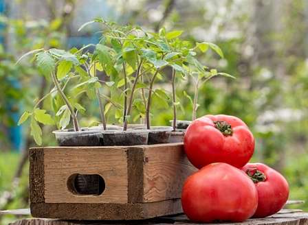 Посадка томатов на рассаду в 2019 году — когда начинать?