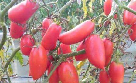  Уже в апреле месяце рассаду можно переносить на огород, когда именно высаживать рассаду, поможет определиться лунный календарь. Высаживать рассаду на огороде можно плотно друг к другу, это никак не повлияет размер урожая томатов.
