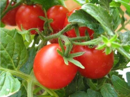 Как правильно выращивать томаты в поликарбонатной теплице.