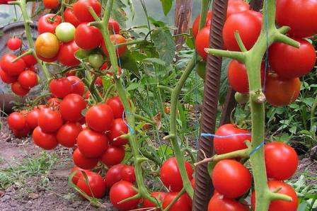 Cорта томатов, устойчивых к фитофторозу для теплиц, представлены на рынке в широком ассортименте. Следует просто выбрать сорт, вкусовые качества и срок созревания которого удовлетворит владельца дачного участка.