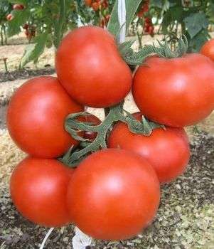 В открытый же грунт рассаду можно высадить, когда томаты будут не меньше двадцати сантиметров высотой, естественно, нужно обратить внимание на то, что заморозки этим нежным растениям противопоказаны.