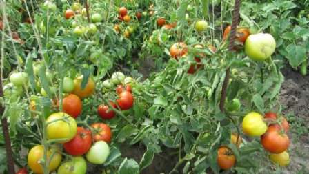 На каждом растении может быть около 7-8 плодов. Томаты имеют круглую форму, красный цвет, они гладкие, к тому же на этих помидоров нельзя встретить зеленое пятнышко возле плодоножки. Веса они достигают около 130 грамм.