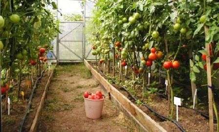 Очень важен грамотный полив рассады томатов: первый раз растение можно полить после того, как рассада примется. 