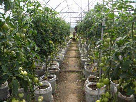 К общим рекомендациям по уходу за томатами, выращиваемых в теплице, относятся постоянное проветривание, поддержание оптимальной температуры воздуха, своевременная прополка и рыхление растений.