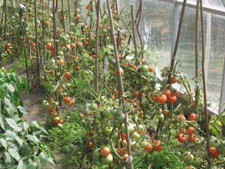 Уничтожение вредителей. В момент наливания плодов, можно полить помидоры водным раствором суперфосфата и гумата натрия, из расчета 5 литров на 1 квадратный метр.