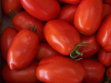 Тема этой статьи - томат «Ракета»: характеристика и описание сорта. Из нее вы узнаете, как вырастить это растение на своем дачном участке, и какие условия следует соблюдать.