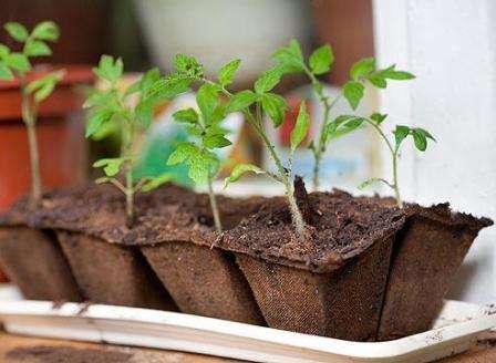 Теперь вы знаете, когда сажать томаты на рассаду в 2017 году. Надеемся, что вы сможете вырастить здоровые саженцы и потом успешно посадить их на своем дачном участке.