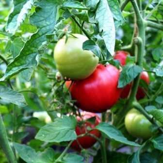 Чаще всего томаты, которые растут в теплицах, поражаются фитофторой. В этой статье мы рассмотрим сорта томатов, устойчивых к фитофторозу для теплиц.
