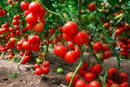 Как вырастить томаты в теплице из поликарбоната?