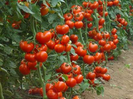  Если говорить о полезных добавках, то для выращивания томатов отлично подойдут подкормки на основе селитры или фосфатосодержащие удобрени