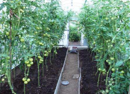 Грядки для посадки помидор, образуют вдоль теплицы, высотой до 40 см и шириной — не более 90 см. Между грядками следует предусмотреть проход, не менее 60 см шириной.