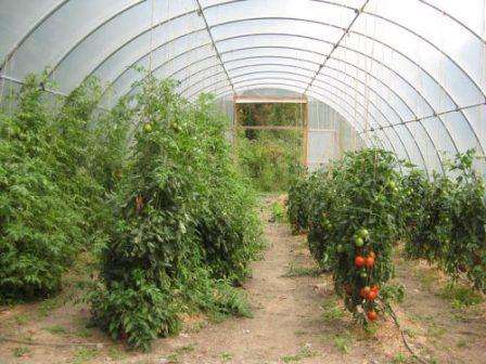 В-третьих, за 5-7 дней до высадки томатов, необходимо обработать почву фитоспорином или каким-либо другим биологическим препаратом, для снижения вероятности развития грибковых заболеваний.
