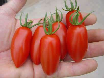 Созревает сорт томатов «Ракета» примерно в течение ста тридцати суток. При надлежащем уходе с одного куста можно собрать около семи-восьми килограмм помидоров. На одном стебле может вырасти до восьми плодов.