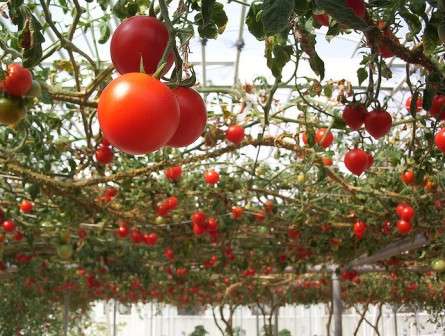 Выращивание помидоров в теплице из поликарбоната — дело несложное, поэтому оно будет по силам даже начинающим дачникам.
