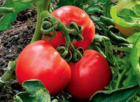 Какие голландские семена томатов можно сажать в открытый грунт?