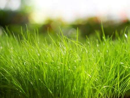 Газонная трава для ленивых — «Лилипут», посадка и уход за которой описан в этой статье, состоит из семян, подобранных таким образом, что любой огородник или дачник