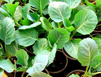 Советы по выращиванию рассады капусты в домашних условиях