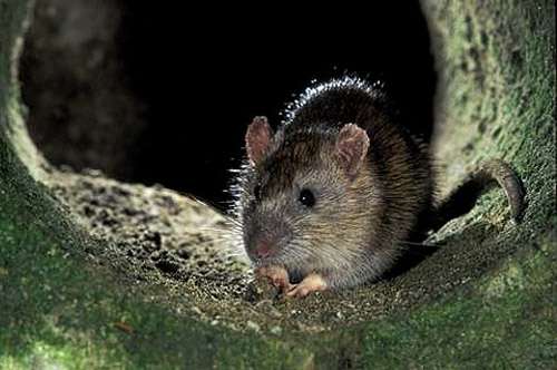 Как выбрать отпугиватель крыс и мышей?