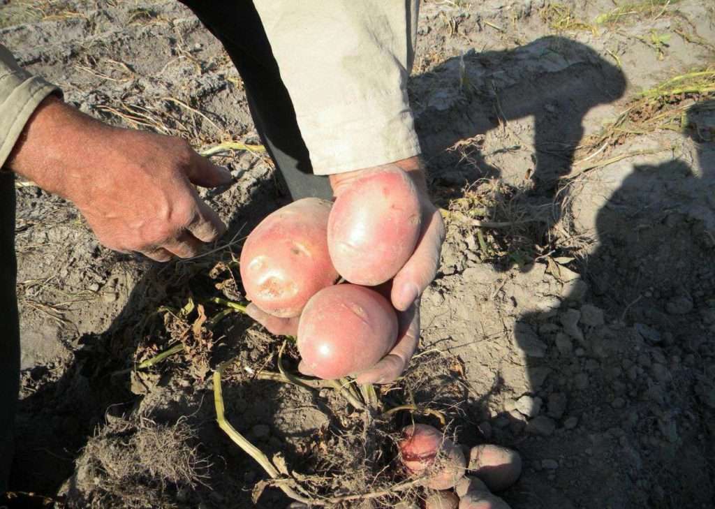 Сорт картофеля Журавинка — описание, фото
