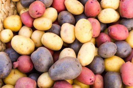 Какие сорта картофеля можно выращивать в Сибири?