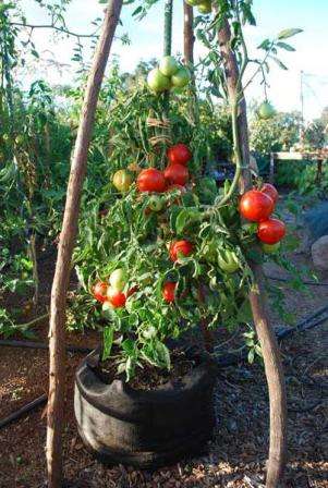 Высота кустов. Кусты томата довольно компактные, но их требуется подвязывать к опоре, так как в противном случае могут упасть на грядку. Куст рекомендуется формировать из 3-4 кистей. На каждой из них может завязываться до 6 плодов.