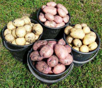 Поэтому в Сибири предпочтительно выращивать только стойкие сорта картофеля.